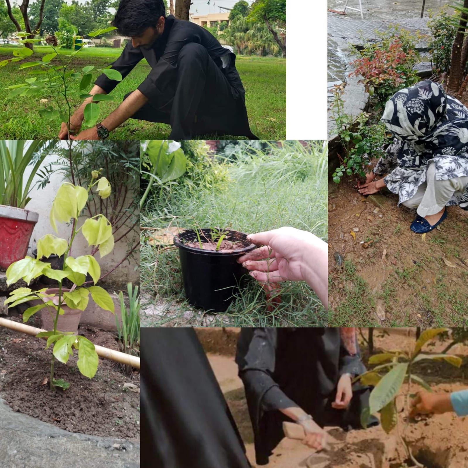 Tree plantation campaign conducted on 28th August by SRS